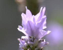 natura-43
